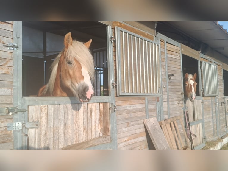 Haflinger / Avelignese Stallone 3 Anni 155 cm Sauro in Matzersdorf