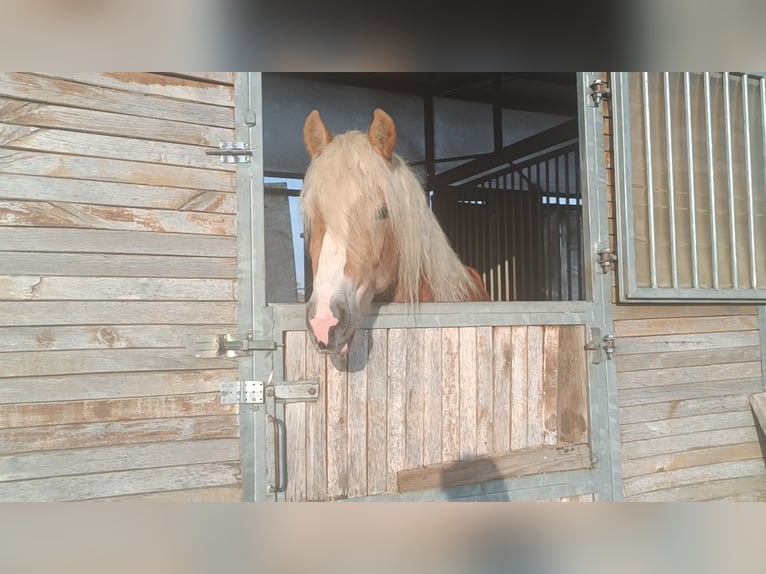 Haflinger / Avelignese Stallone 3 Anni 155 cm Sauro in Matzersdorf