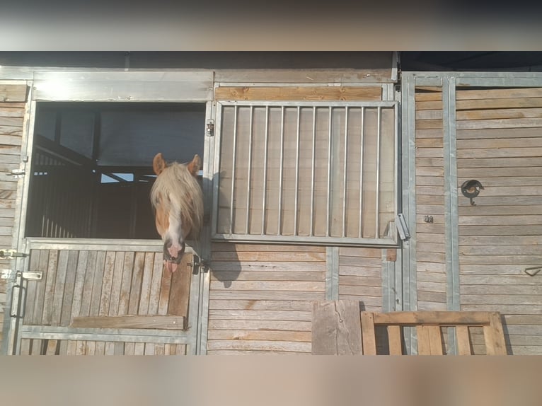 Haflinger / Avelignese Stallone 3 Anni 155 cm Sauro in Matzersdorf