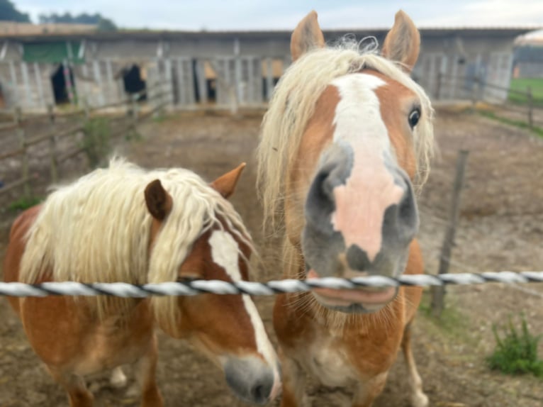 Haflinger / Avelignese Stallone 3 Anni 155 cm Sauro in Matzersdorf