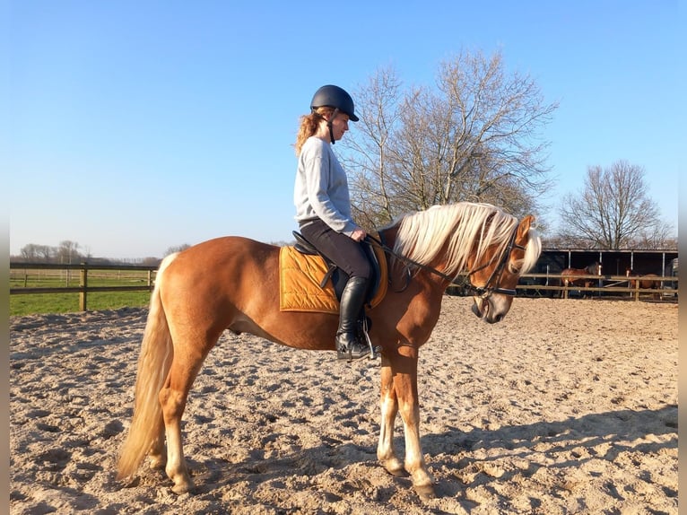 Haflinger / Avelignese Stallone 5 Anni 153 cm Sauro in ETTEN-LEUR