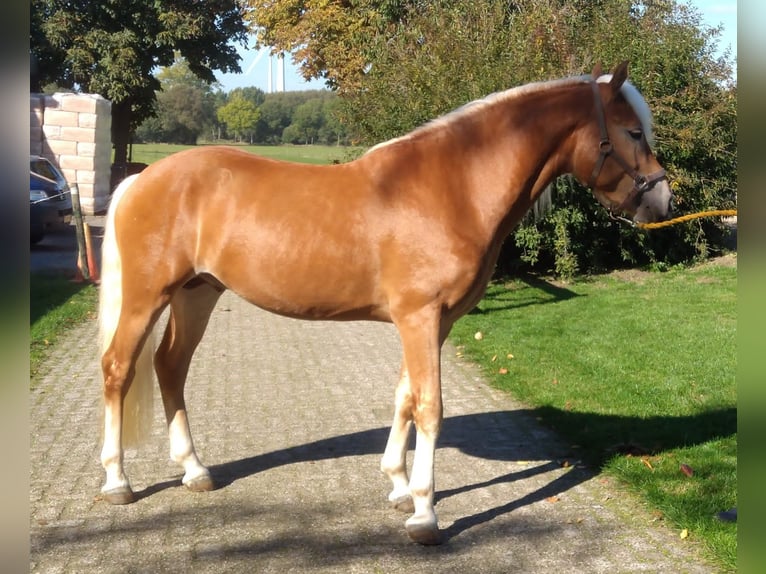 Haflinger / Avelignese Stallone 5 Anni 153 cm Sauro in ETTEN-LEUR