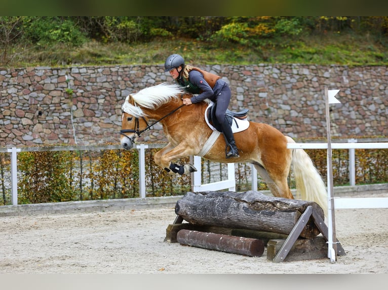 Haflinger / Avelignese Stallone 6 Anni 153 cm Sauro in Trebbin