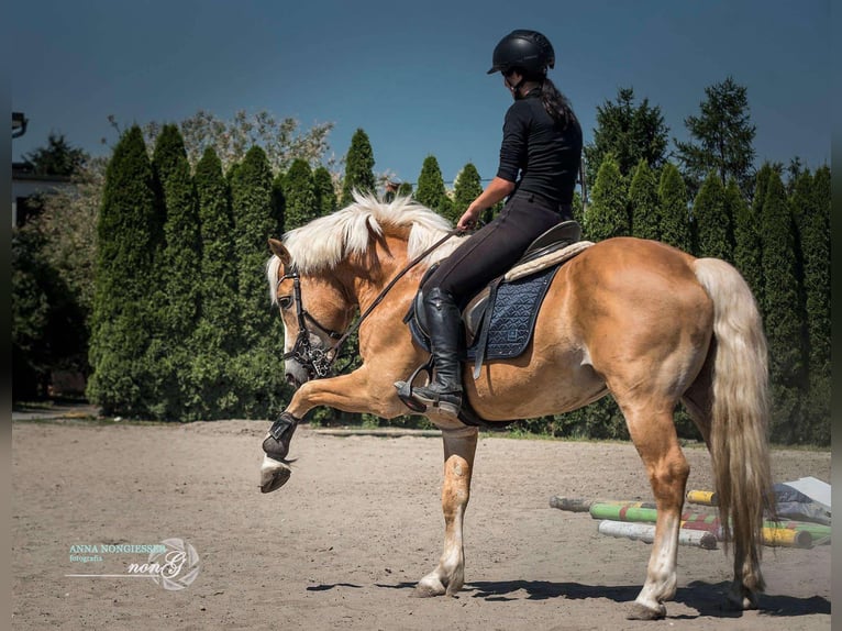 Haflinger / Avelignese Stallone 9 Anni 148 cm Palomino in reńska wieś