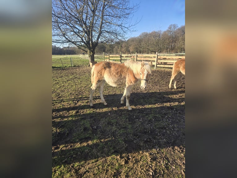 Haflinger / Avelignese Stallone  120 cm Sauro in Bassum