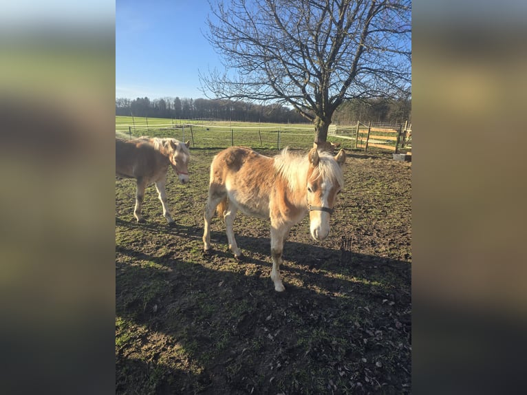 Haflinger / Avelignese Stallone  120 cm Sauro in Bassum