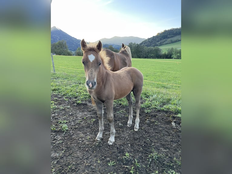 Haflinger / Avelignese Mix Stallone Puledri (08/2024) 148 cm Sauro in Scheibbs