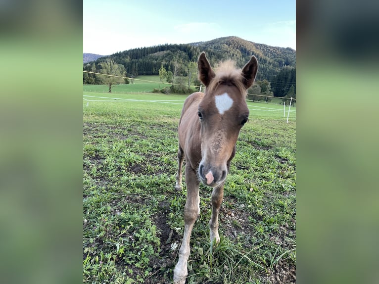 Haflinger / Avelignese Mix Stallone Puledri (08/2024) 148 cm Sauro in Scheibbs