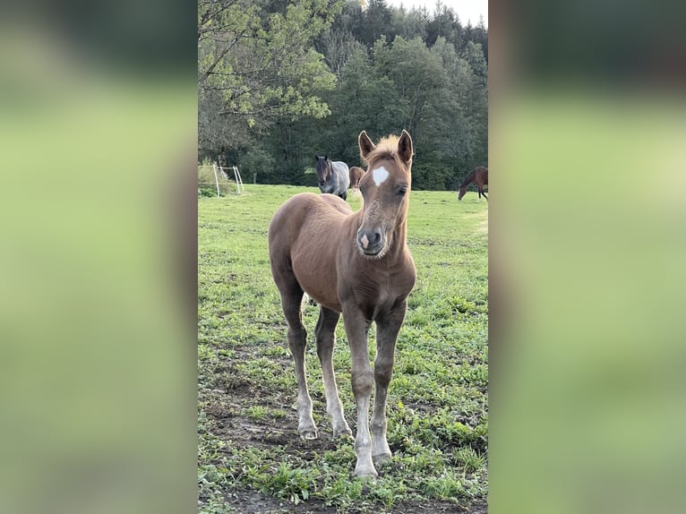 Haflinger / Avelignese Mix Stallone Puledri (08/2024) 148 cm Sauro in Scheibbs