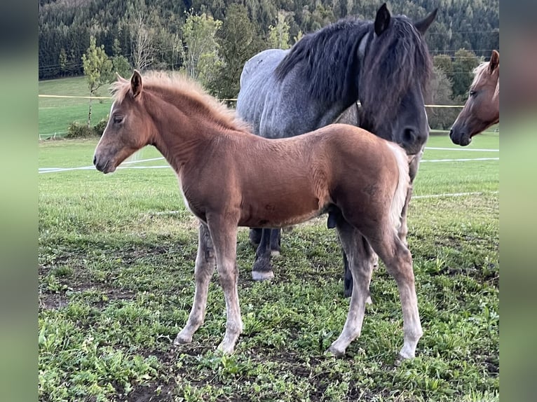 Haflinger / Avelignese Mix Stallone Puledri (08/2024) 148 cm Sauro in Scheibbs