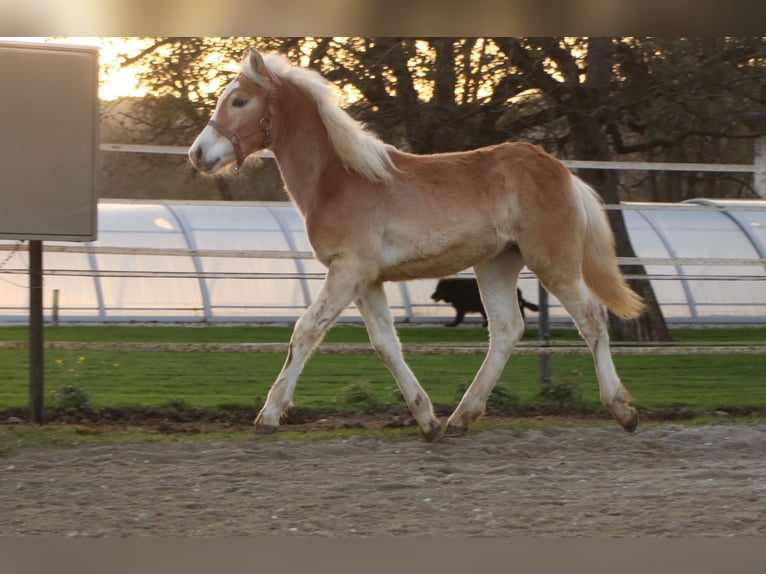 Haflinger / Avelignese Stallone Puledri (04/2024) 150 cm Sauro in Kirchbichl