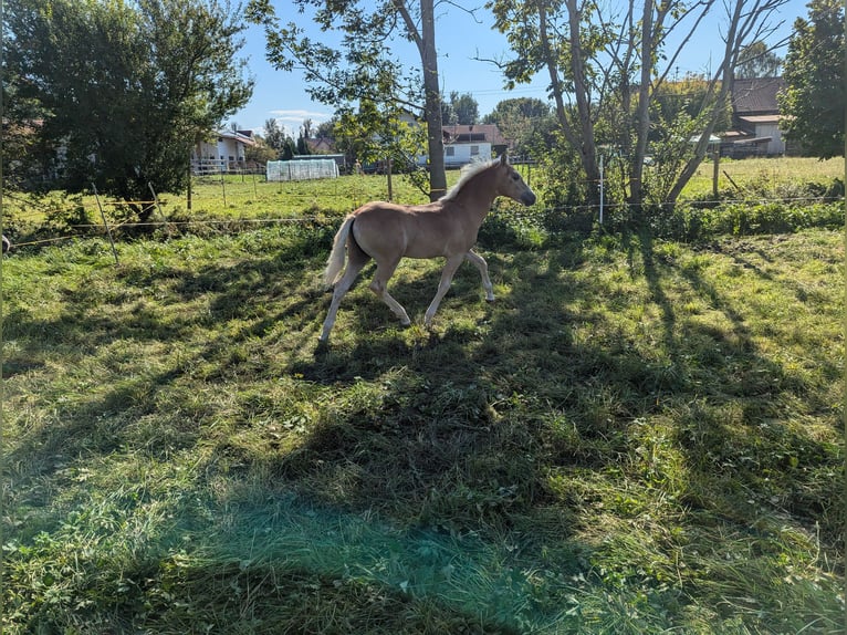 Haflinger / Avelignese Stallone  150 cm Sauro in Buchloe