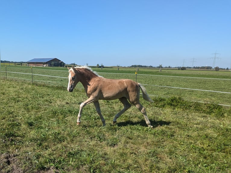 Haflinger / Avelignese Stallone  150 cm Sauro in Buchloe