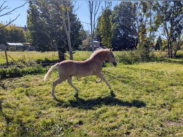 Haflinger / Avelignese Stallone  150 cm Sauro in Buchloe