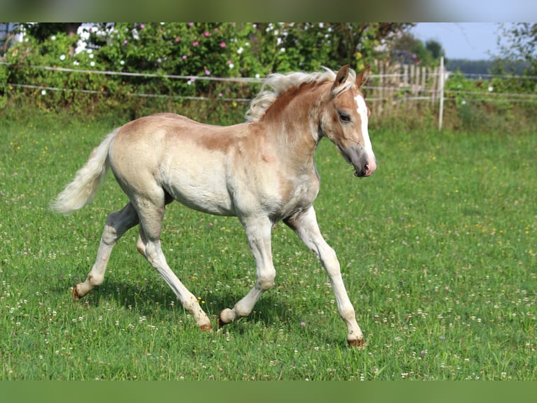 Haflinger / Avelignese Stallone  150 cm Sauro in Buchloe