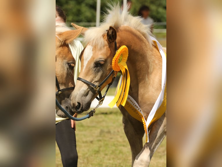 Haflinger / Avelignese Stallone Puledri (05/2024) 150 cm Sauro in Wittingen