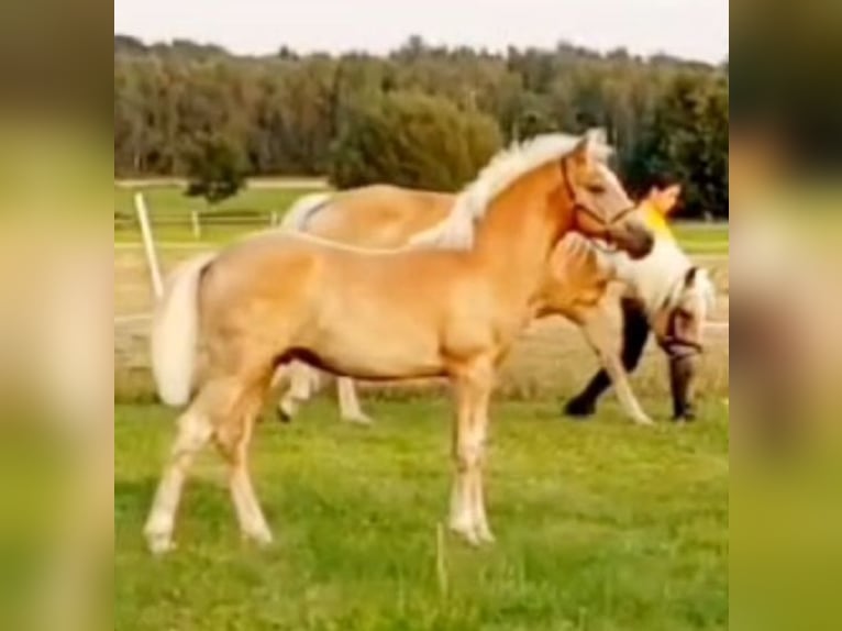 Haflinger / Avelignese Stallone Puledri (05/2024) 150 cm Sauro in Wittingen