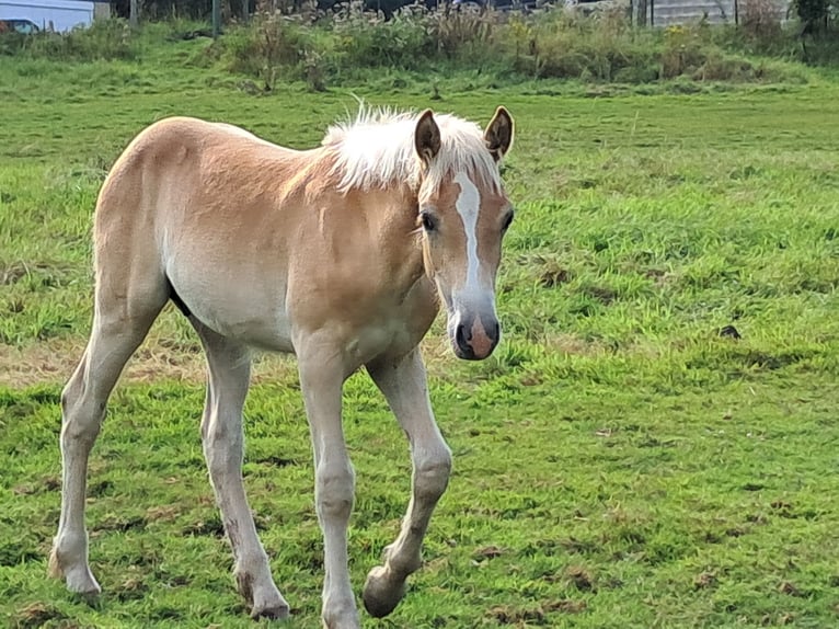 Haflinger / Avelignese Stallone Puledri
 (04/2024) 152 cm Sauro in Wuppertal