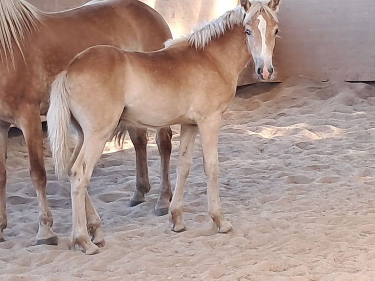 Haflinger / Avelignese Stallone Puledri
 (04/2024) 152 cm Sauro in Wuppertal