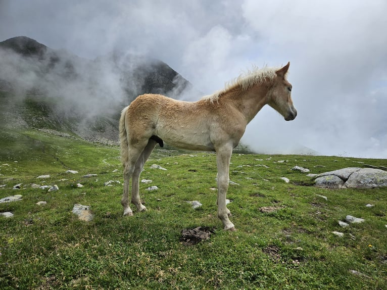 Haflinger / Avelignese Stallone Puledri
 (03/2024) 153 cm in Ulten