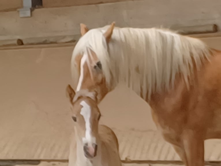 Haflinger / Avelignese Stallone Puledri
 (04/2024) 153 cm Sauro in Wuppertal