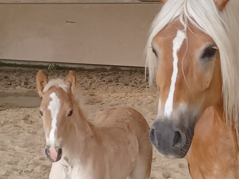 Haflinger / Avelignese Stallone Puledri
 (04/2024) 153 cm Sauro in Wuppertal