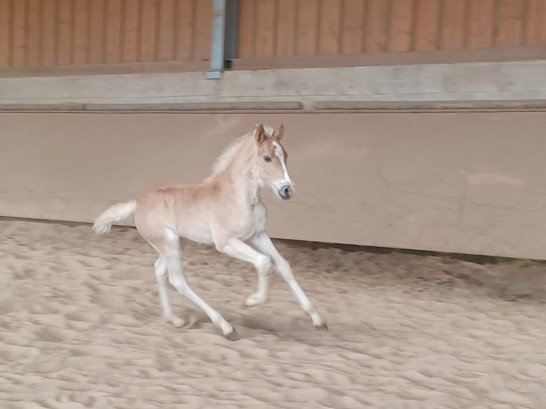 Haflinger / Avelignese Stallone Puledri
 (04/2024) 153 cm Sauro in Wuppertal