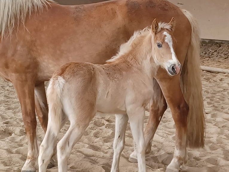 Haflinger / Avelignese Stallone Puledri
 (04/2024) 153 cm Sauro in Wuppertal