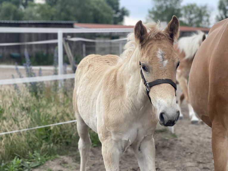 Haflinger / Avelignese Stallone Puledri
 (04/2024) 154 cm in Trebbin