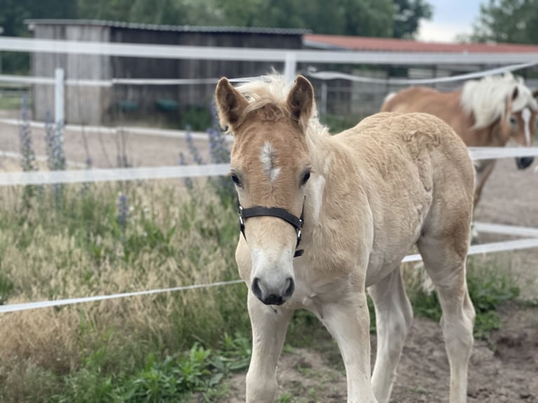 Haflinger / Avelignese Stallone Puledri
 (04/2024) 154 cm in Trebbin