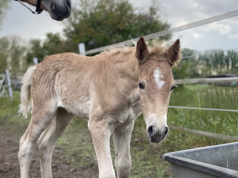 Haflinger / Avelignese Stallone Puledri
 (04/2024) 154 cm in Trebbin