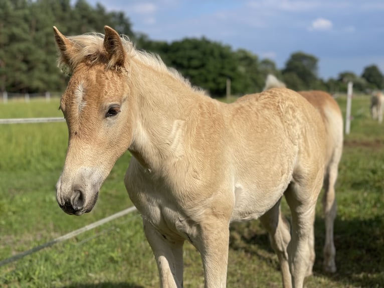 Haflinger / Avelignese Stallone Puledri
 (04/2024) 154 cm in Trebbin