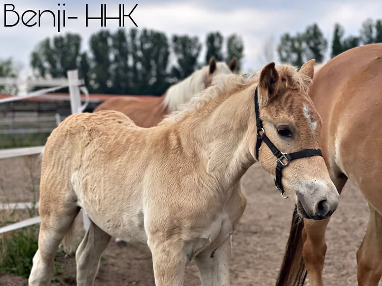 Haflinger / Avelignese Stallone Puledri
 (04/2024) 154 cm in Trebbin