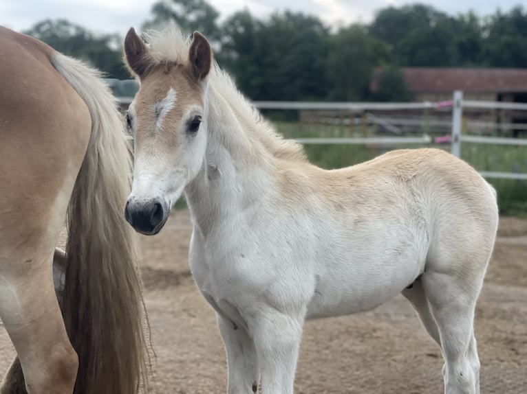 Haflinger / Avelignese Stallone Puledri (05/2024) 154 cm in Trebbin