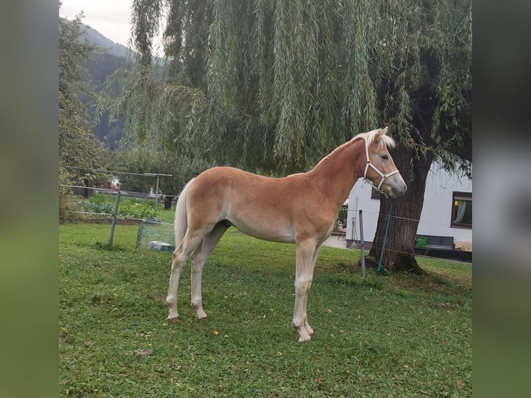 Haflinger / Avelignese Stallone Puledri
 (03/2024) 155 cm in Imst