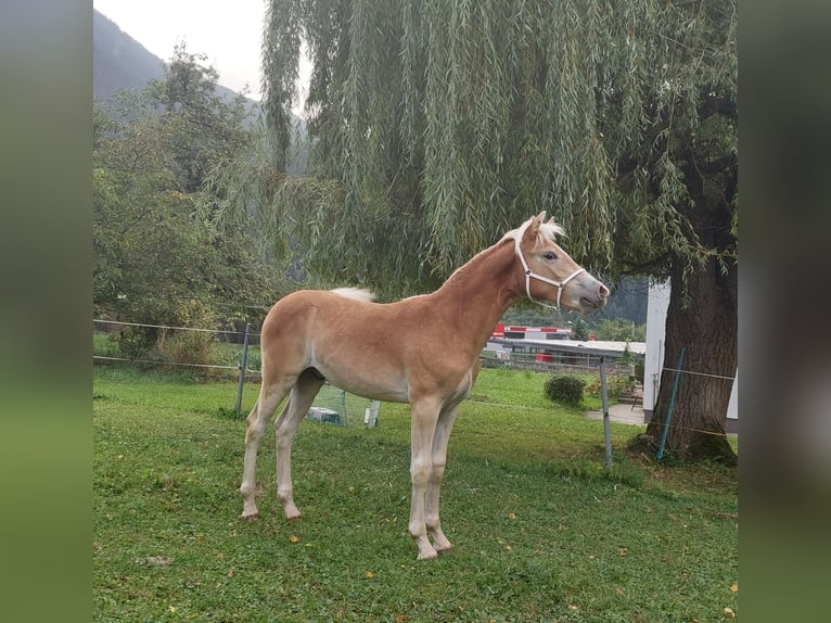 Haflinger / Avelignese Stallone Puledri
 (03/2024) 155 cm in Imst