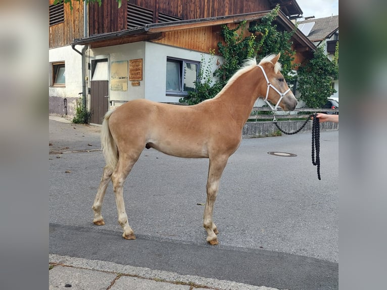 Haflinger / Avelignese Stallone Puledri
 (04/2024) 155 cm in Landeck