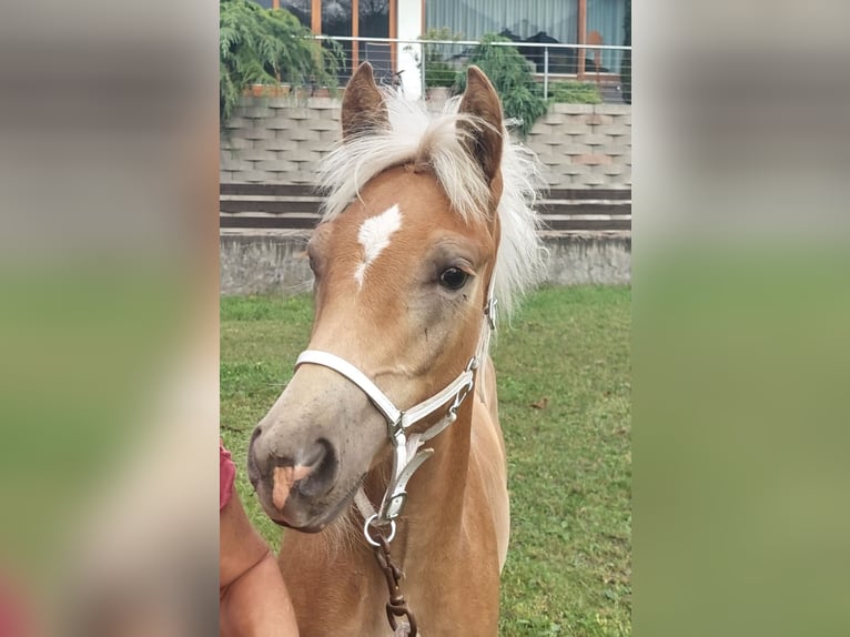 Haflinger / Avelignese Stallone Puledri
 (04/2024) 155 cm in Landeck