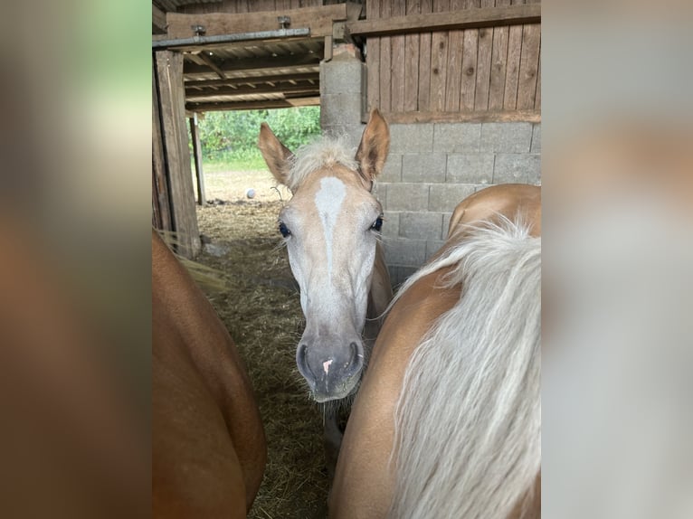 Haflinger / Avelignese Stallone Puledri
 (04/2024) Baio chiaro in Boxberg