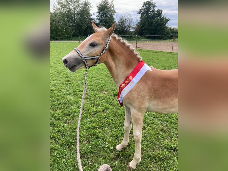 Haflinger / Avelignese Stallone Puledri (03/2024) in Heideck