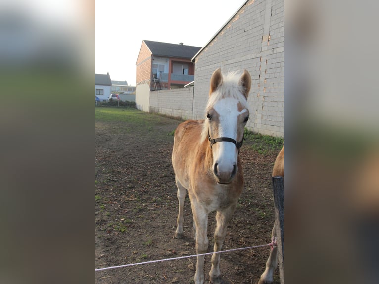 Haflinger / Avelignese Stallone  in Wallern im Burgenland