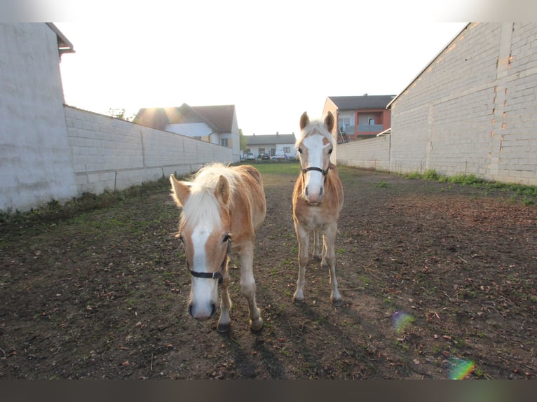 Haflinger / Avelignese Stallone  in Wallern im Burgenland