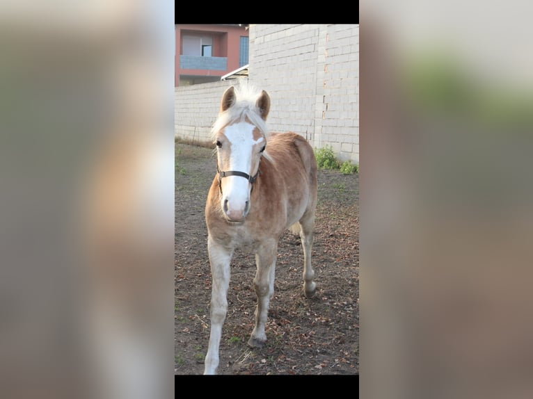 Haflinger / Avelignese Stallone  in Wallern im Burgenland