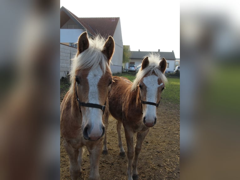 Haflinger / Avelignese Stallone  in Wallern im Burgenland