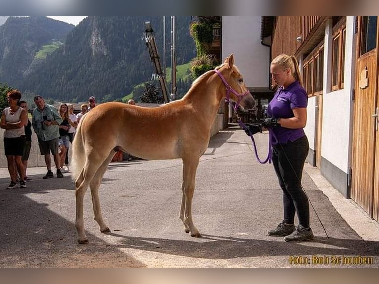 Haflinger / Avelignese Stallone  in Schwendau