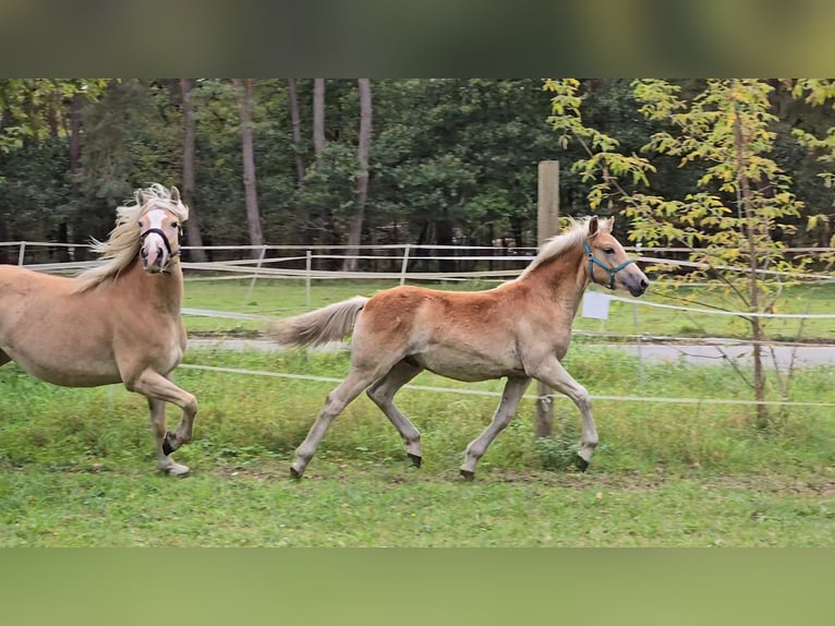 Haflinger / Avelignese Stallone Puledri (03/2024) in Hagenow