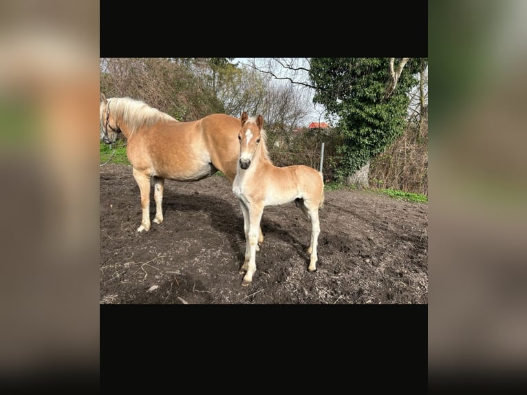 Haflinger / Avelignese Stallone Puledri (03/2024) in Hagenow