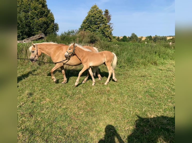 Haflinger / Avelignese Stallone Puledri (04/2024) Sauro in Helmstedt