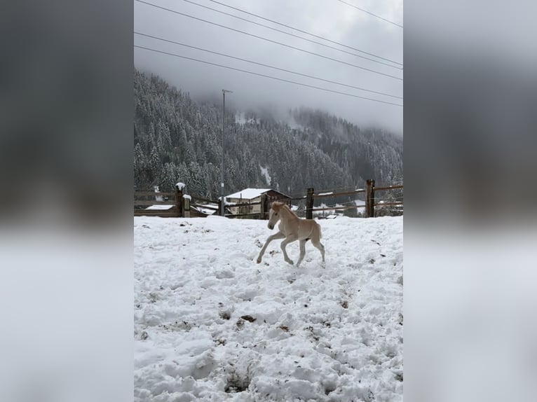 Haflinger / Avelignese Stallone Puledri
 (04/2024) Sauro in Klösterle