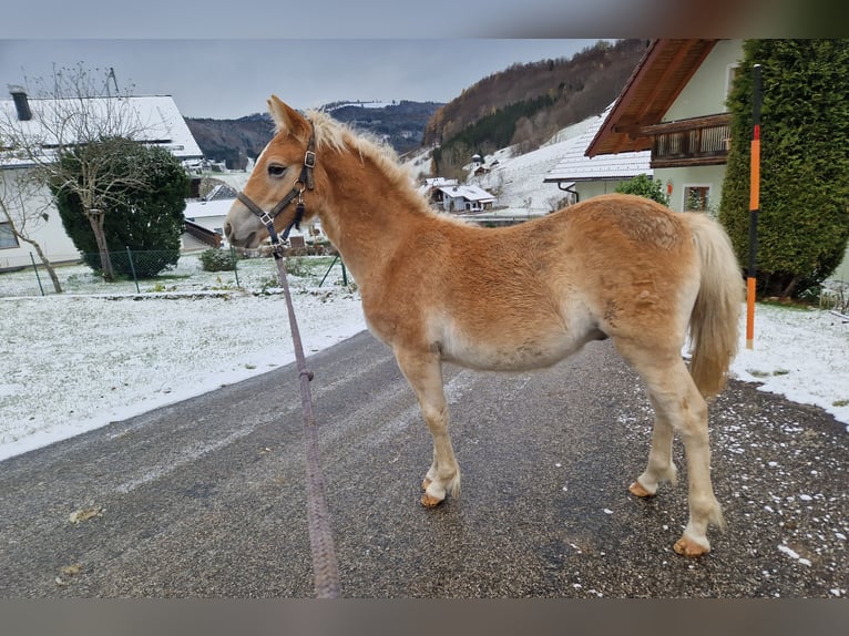 Haflinger / Avelignese Stallone  Sauro in Neukirchen